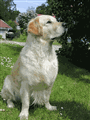 Farin 1.gif