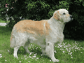 Farin 2.gif