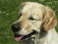 Farin 3.gif