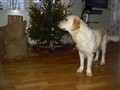 Julen 2009 018.jpg