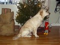 Julen 2009 019.jpg