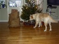 Julen 2009 022.jpg