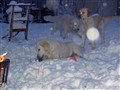 Julen 2009 032.jpg