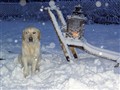 Julen 2009 035.jpg