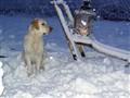 Julen 2009 037.jpg