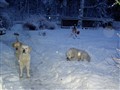 Julen 2009 040.jpg