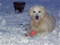 Julen 2009 044.jpg