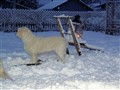 Julen 2009 045.jpg