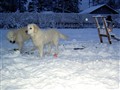 Julen 2009 046.jpg