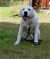sommar 09 032.jpg