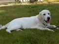 sommar 09 038.jpg