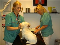 hos veterin&auml;ren